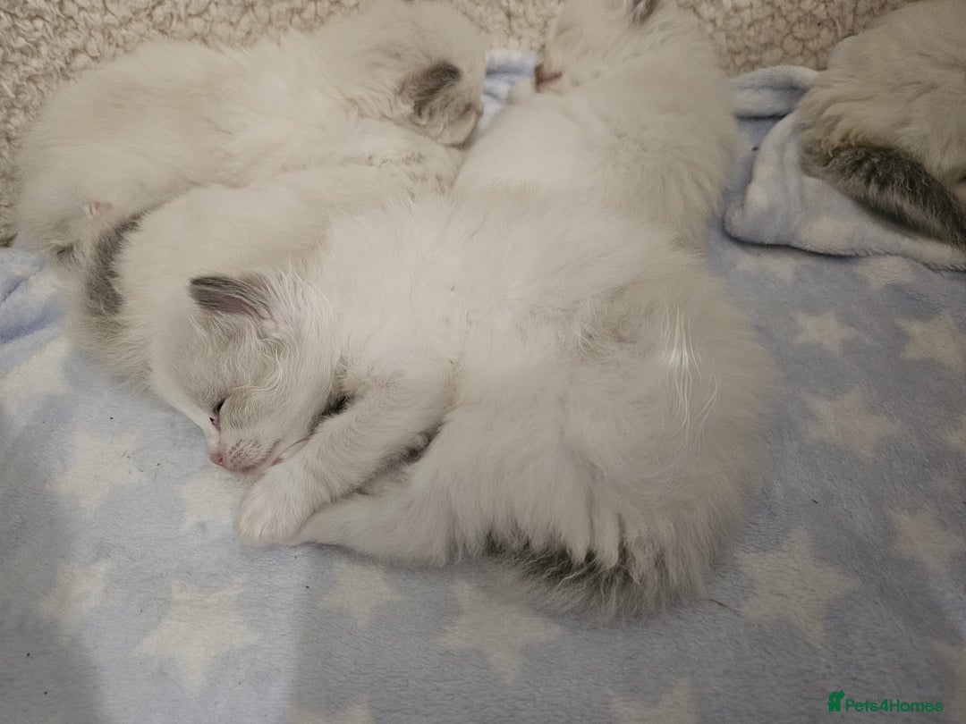 Ragdoll cats for sale: Blue Bicolor kittens 😸  - Image 23