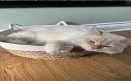 Siberian cats for sale: Loving Siberian Male for rehoming - Image 6