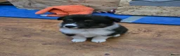 Shetland Sheepdog dogs for sale: Beautiful shetland sheepdog puppy in Wallasey - Advert 2
