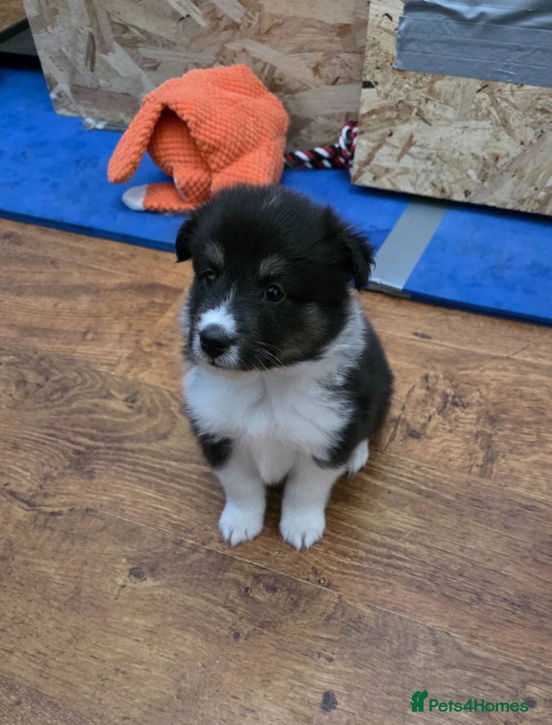 Shetland Sheepdog dogs for sale: Beautiful shetland sheepdog puppy in Wallasey - Advert 2