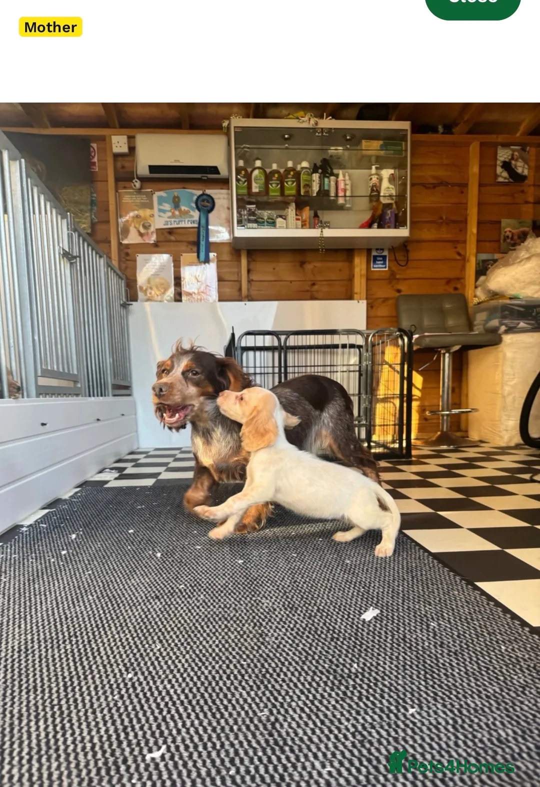 Cocker Spaniel dogs for sale: 16 week old Cocker Spaniel - Advert 6