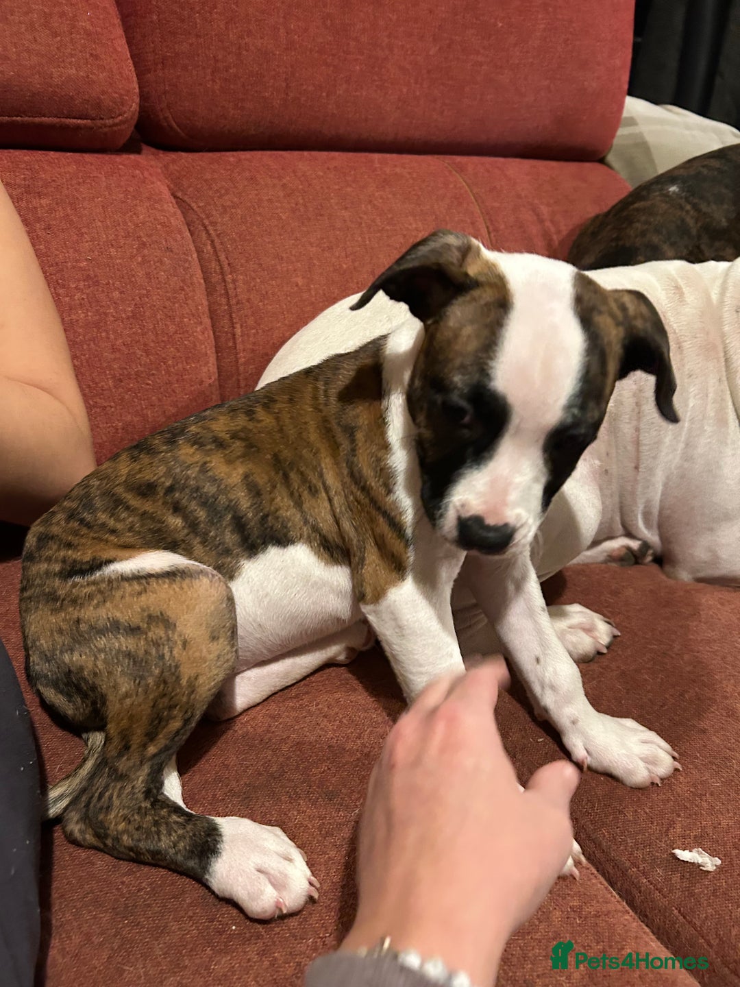 Mixed Breed dogs for sale: American bulldog x staffy - Advert 4