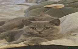 British Shorthair cats for sale: 1 FEMALE LEFT BRITISH SHORTHAIR KITTENS  - Image 3