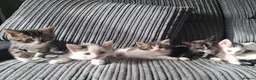 Mixed Breed cats for sale: Beautiful friendly kittens looking for loving home - Advert 5