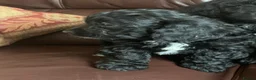 Cavachon dogs for sale: Outstanding Cavapoochon Puppies  - Advert 12