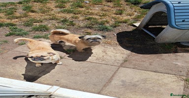Mixed Breed dogs - Advert 8