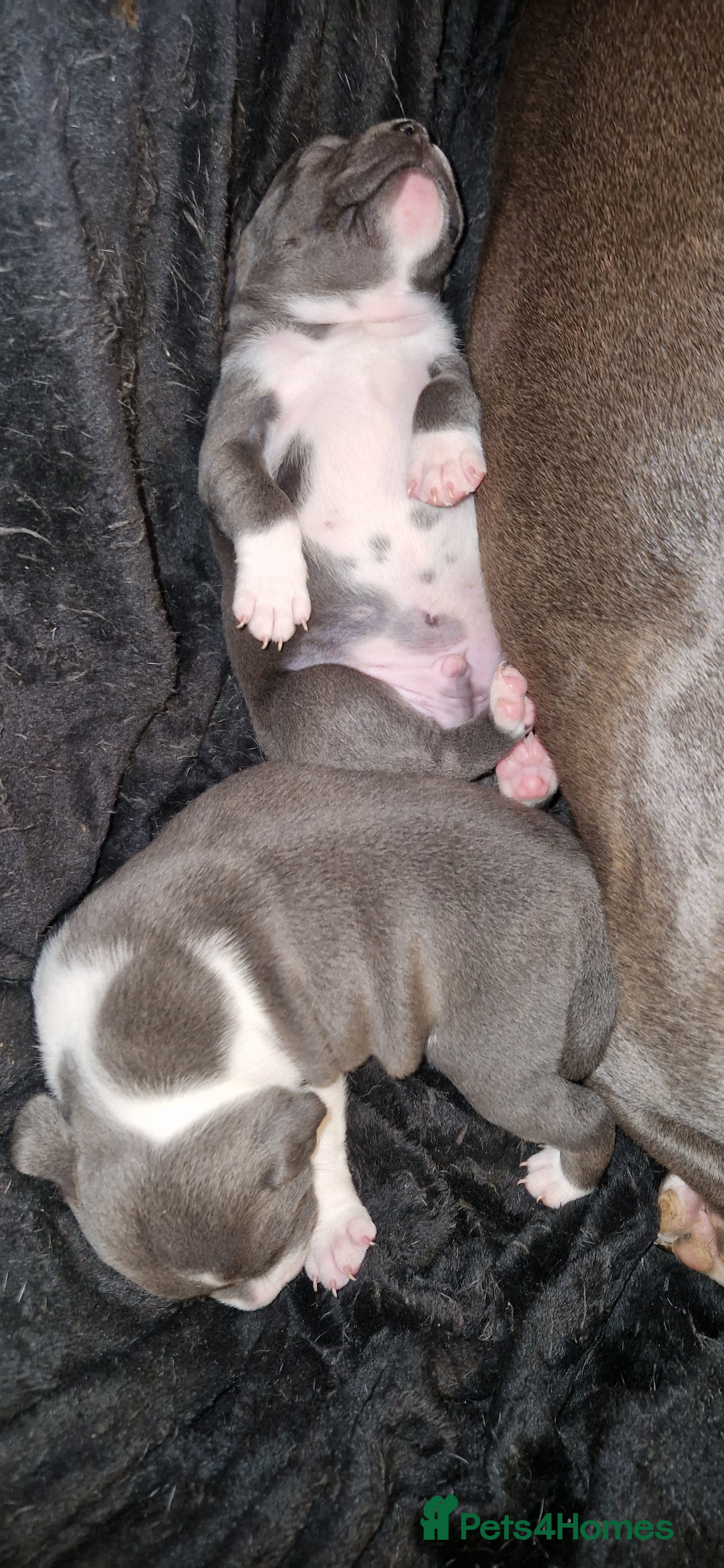 Staffordshire Bull Terrier dogs Blue Staffordshire terrier pups - Advert 4