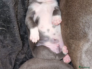 Staffordshire Bull Terrier dogs Blue Staffordshire terrier pups - Advert 2