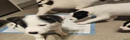 Mixed Breed dogs for sale: American Bulldog x American Akita - Advert 8