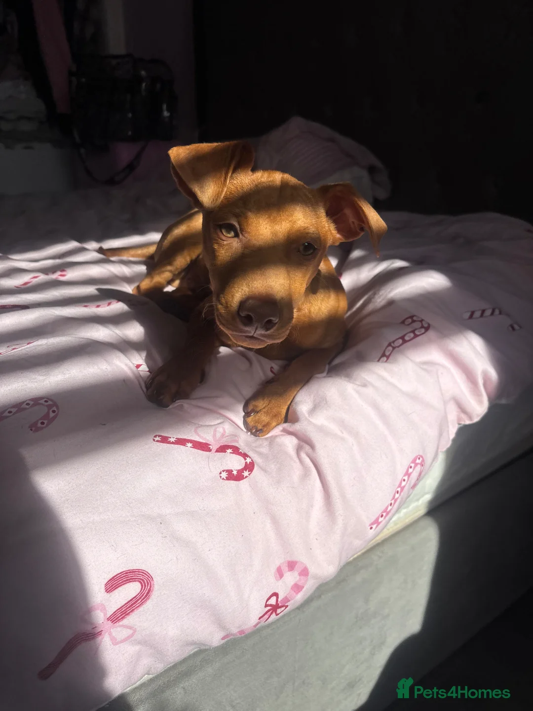 Miniature Pinscher dogs for sale: Chico  in Bellshill - Advert 2