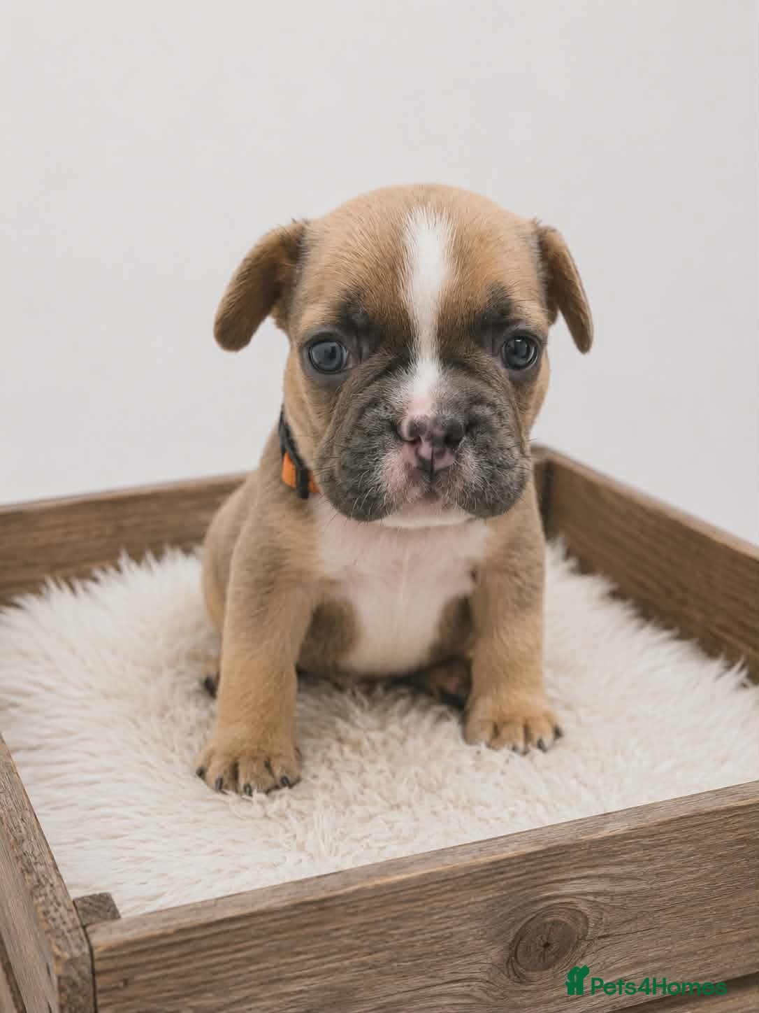 French Bulldog dogs 💥Stunning French Bulldog Puppies💥 - Advert 2