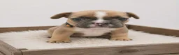 French Bulldog dogs for sale: 🌟Last 4 Exceptional French Bulldogs- Ready Now!🐾 - Advert 34
