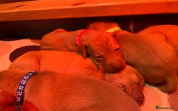 Hungarian Vizsla dogs for sale: Wonderful puppies from mum with 0/0 hip score.  - Image 17