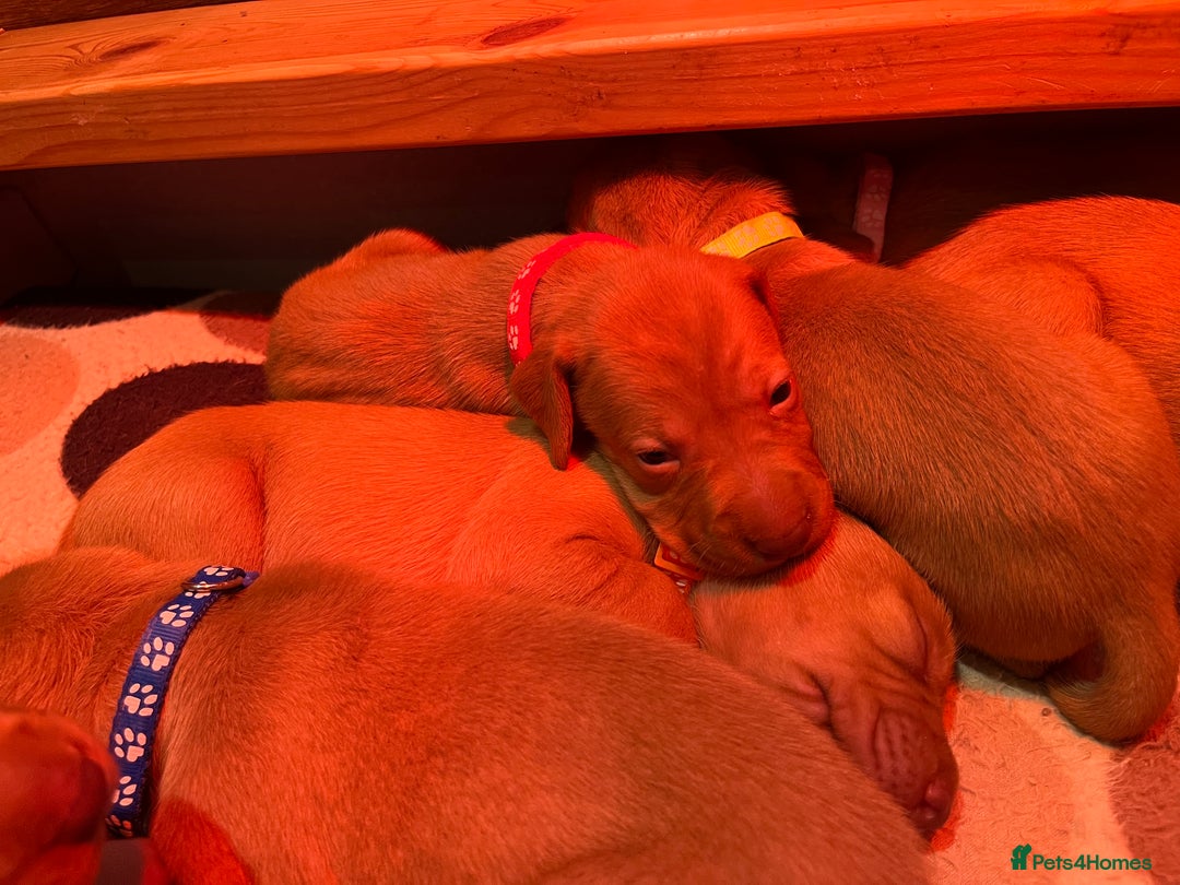 Hungarian Vizsla dogs for sale: Wonderful puppies from mum with 0/0 hip score.  - Image 17