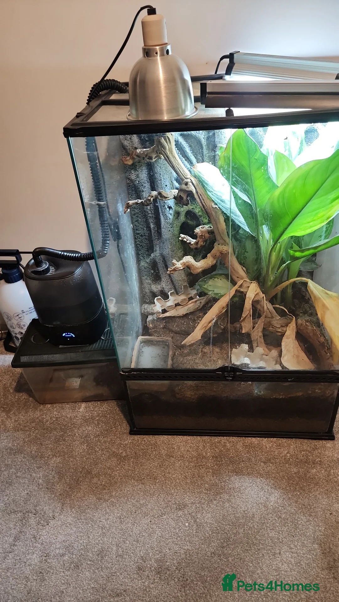 Frog reptiles for sale: Dart frogs - Advert 4