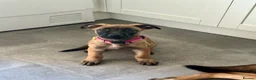 Mixed Breed dogs for sale: Dutch Herder X F1 Bull Herder puppies - Advert 2