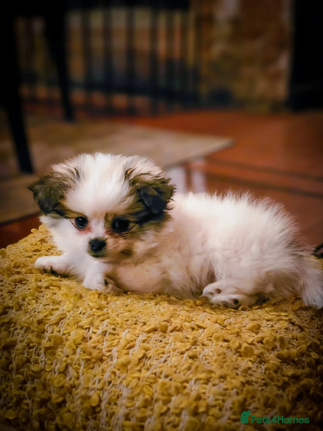 Mixed Breed dogs for sale: Shiranian-shihtzu cross pomeranian  - Advert 4