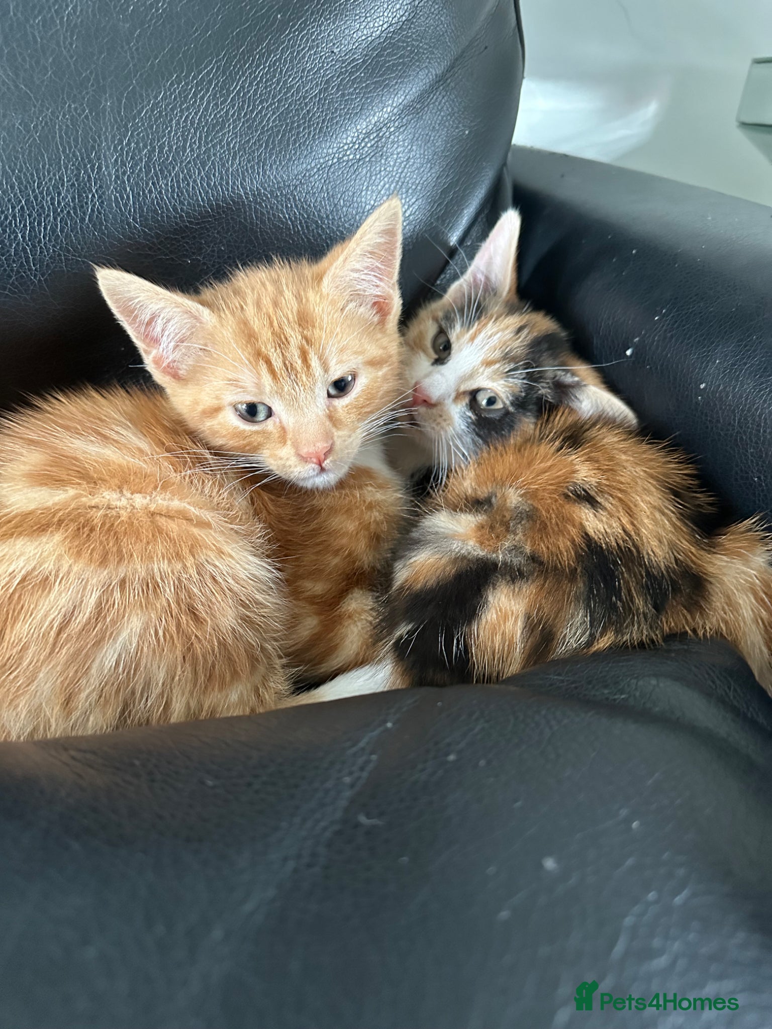 Mixed Breed cats Kittens ready now 2 left - Advert 14