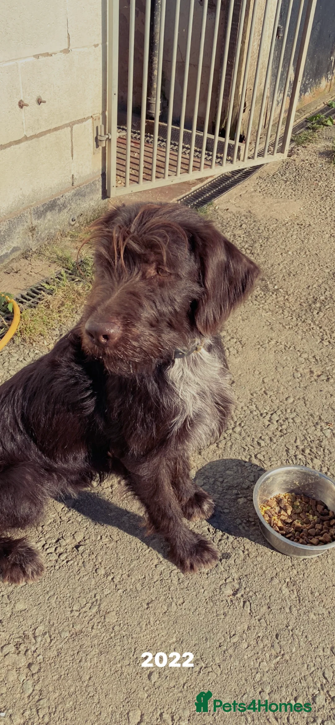 German Wirehaired Pointer dogs for sale: GWP pups - Advert 2