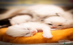 Ragdoll cats for sale: Ragdoll Bicolor Kitten Girl TICA REDUCED!!! - Image 8