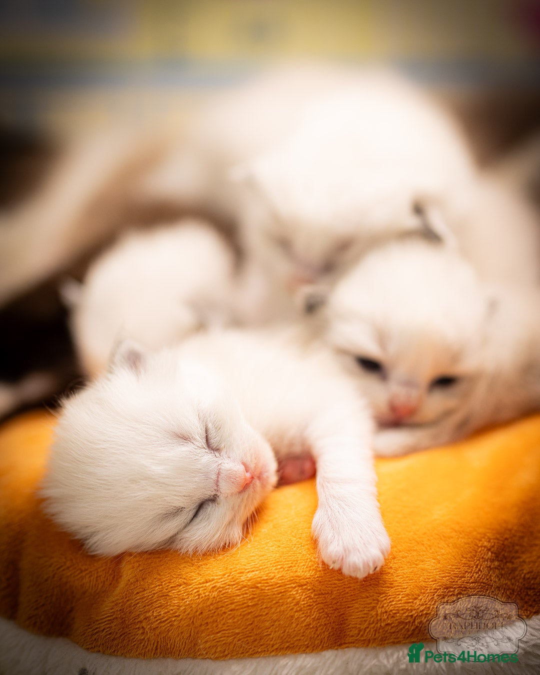 Ragdoll cats for sale: Ragdoll Bicolor Kitten Girl TICA REDUCED!!! - Image 8