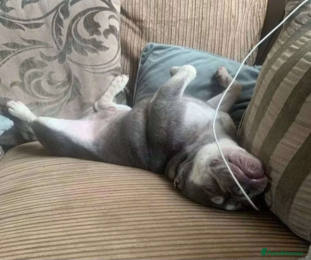 French Bulldog dogs for sale: Beautiful French bulldog NEEGAN  in Wakefield - Advert 6