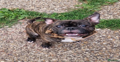 Mixed Breed dogs - Advert 2