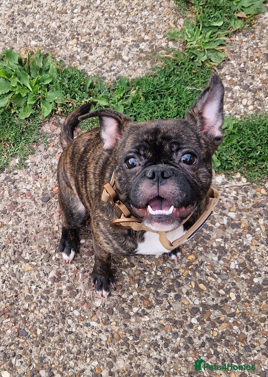 Mixed Breed dogs for sale: 🌟Beautiful girl (please read) 🌟 - Image 2