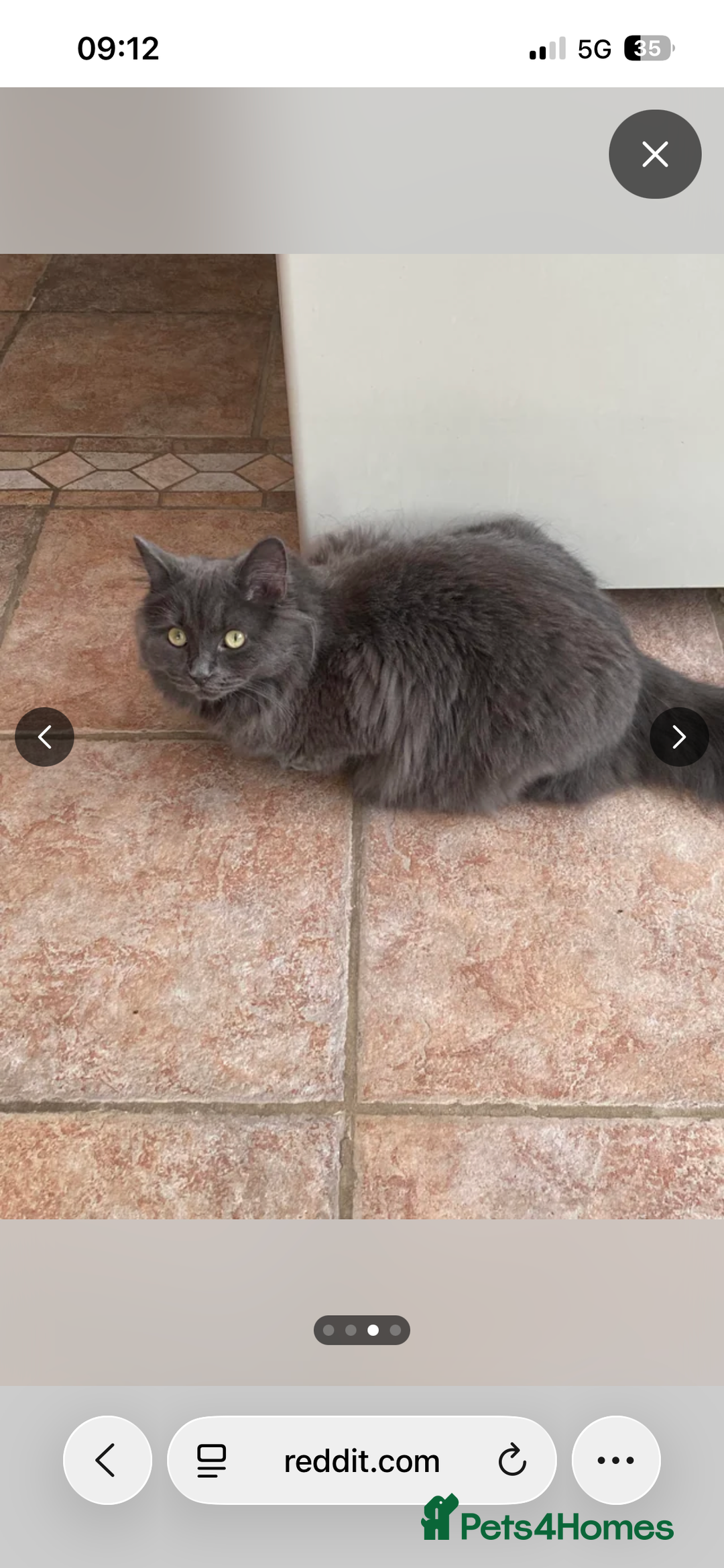 Mixed Breed cats for sale: For adoption - Advert 2