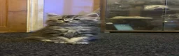 Maine Coon cats for sale: 4 Stunning pure Maine Coon Kittens - Advert 11