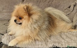 Pomeranian dogs for stud: Stud Dog-NOT FOR SALE in Luton - Image 11