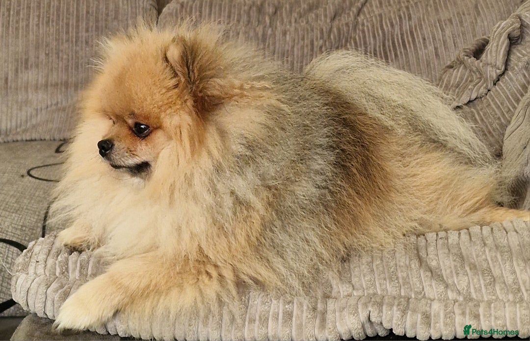 Pomeranian dogs for stud: Stud Dog-NOT FOR SALE in Luton - Image 11