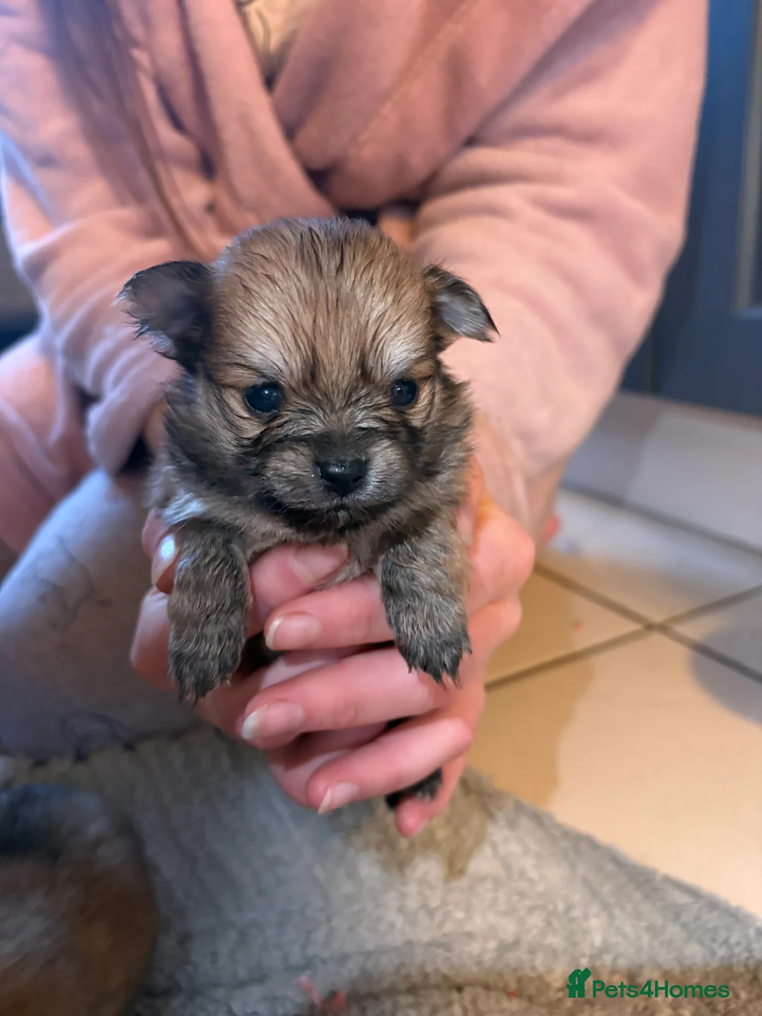 Pomchi dogs for sale: 4 Beautiful pomchis 🐶🐾 - Advert 12