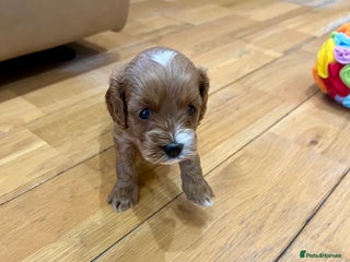 Cavapoo dogs ♥️Fabulous Toy Cavapoo Puppies KC Reg parents✨ - Advert 18
