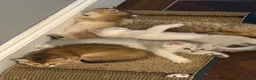 British Shorthair cats for sale: Exquisite confident silver/gold bsh kittens READY  - Advert 8