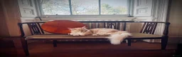 Maine Coon cats for sale: Maine coon kittens  - Advert 15