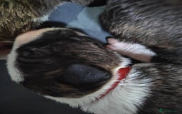 Bull Terrier dogs for sale: Stunning bull terrier pups - Image 11