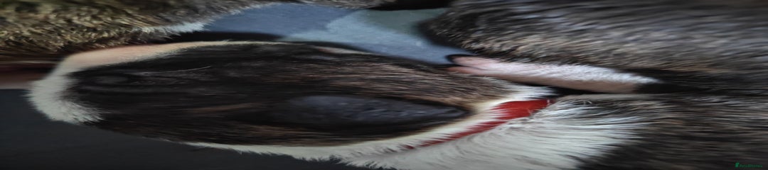 Bull Terrier Puppy 2