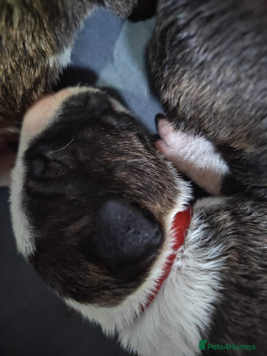 Bull Terrier dogs for sale: Stunning bull terrier pups - Image 11