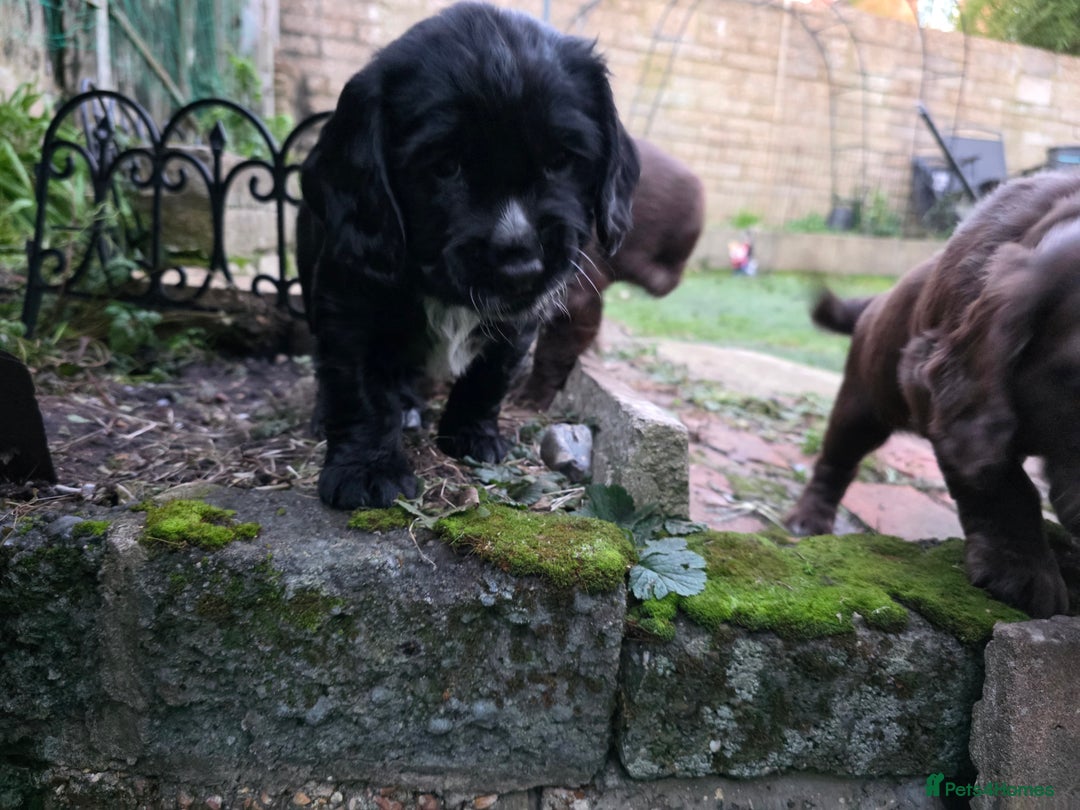 Cocker Spaniel dogs for sale: last puppy (girl) of the Working Cocker Spaniel - Advert 7