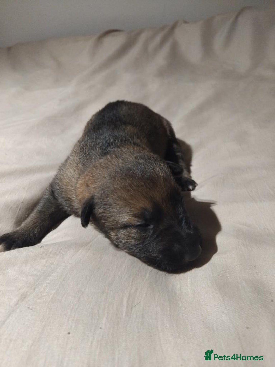German Shepherd dogs for sale: German shepherd puppy’s kennel club registered  - Advert 39