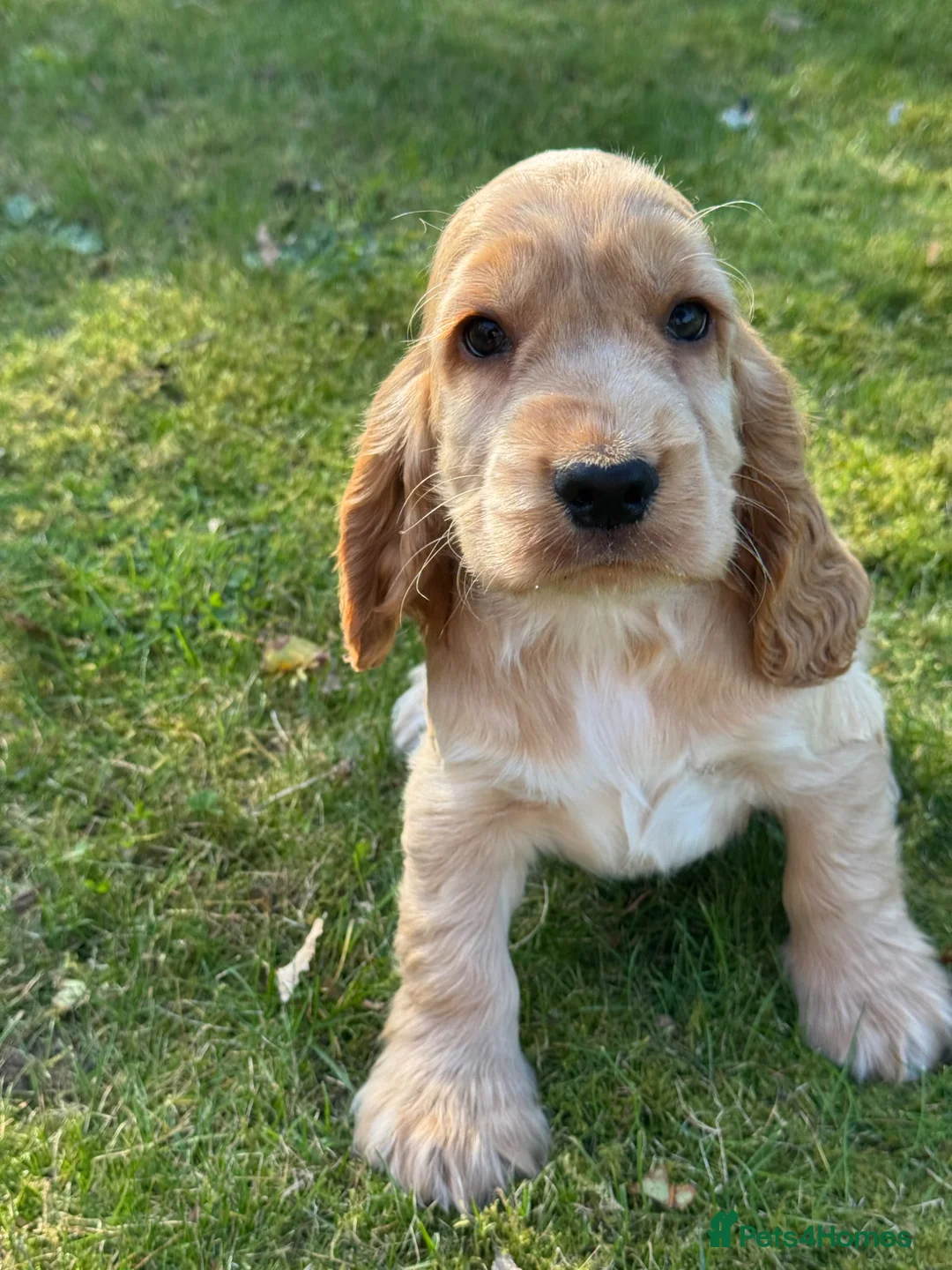 Cocker Spaniel dogs for sale: 100% SHOWTYPE KC REG FROM HEALTH TESTED PARENTS  - Advert 2