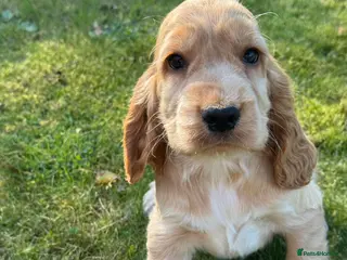 Cocker Spaniel dogs 100% SHOWTYPE KC REG FROM HEALTH TESTED PARENTS - Advert 16