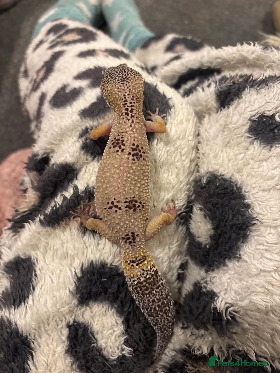 Leopard Gecko reptiles for sale: Normal wild type leopard gecko adult female - Advert 2