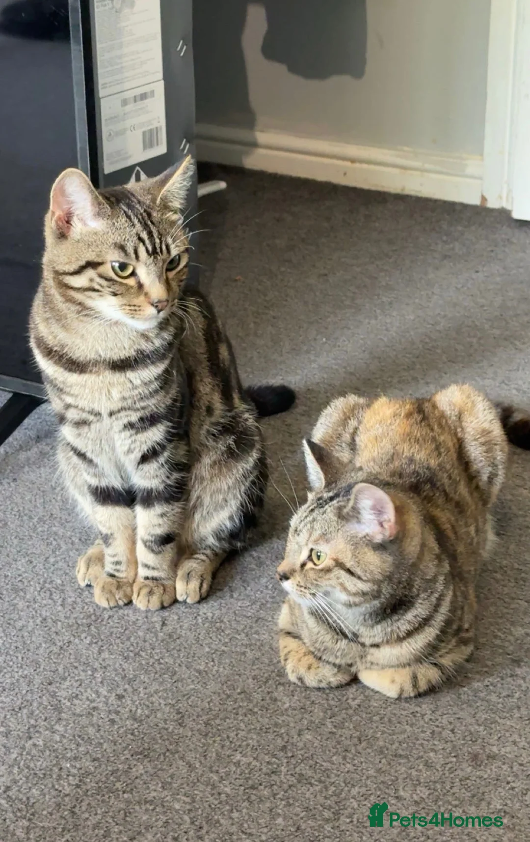 Domestic Shorthair cats for sale: 2 kitten - Advert 2