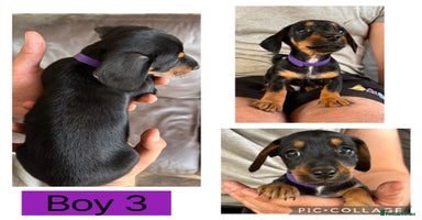 Mixed Breed dogs - Advert 12