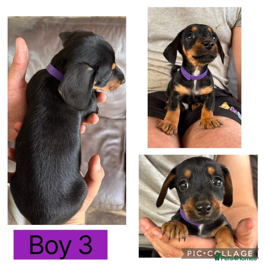 Mixed Breed dogs for sale: Beautiful jack x dachshund  - Image 2