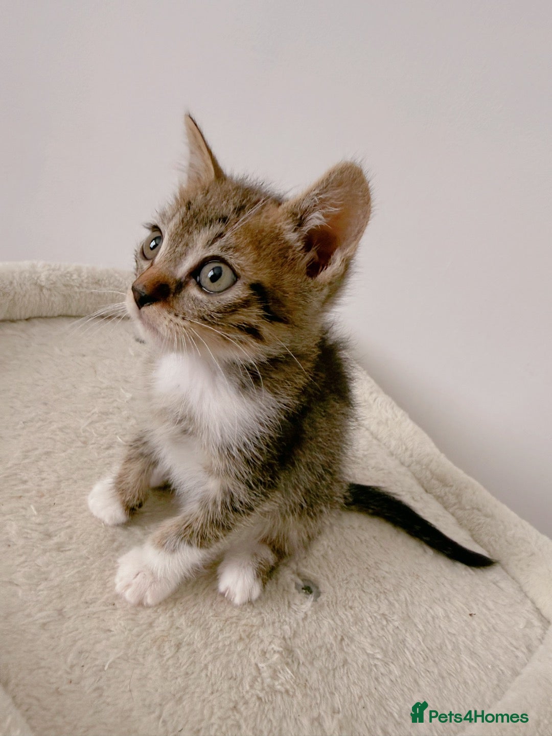 Mixed Breed cats Reggie, tabby mix male kitten  - Advert 2