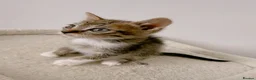 Mixed Breed cats for sale: Reggie, tabby mix male kitten  - Advert 1
