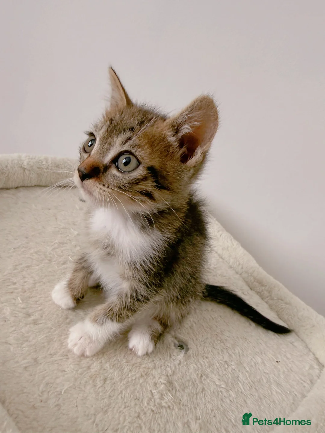 Mixed Breed cats for sale: Reggie, tabby mix male kitten  - Advert 1